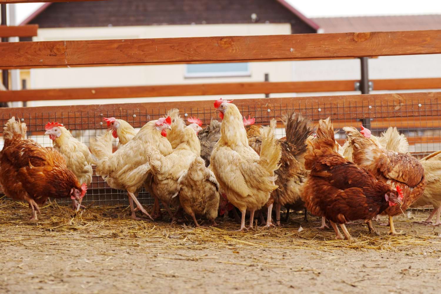 ferma drobiu Krępiec
